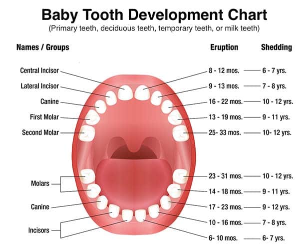 image-774714-development-chart-baby-tooth.jpg