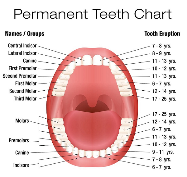 image-774717-Permanent-Teeth-Chart.png